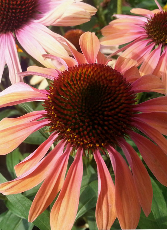 Echinacea-enhd-rszd-20170802_100423-200-pi.jpg